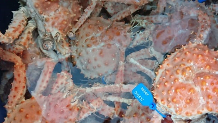 Etiquetas: CENTOLLA, INIDEP, noticias, producción