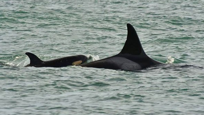 Confirmaron el nacimiento de una orca en Península Valdés