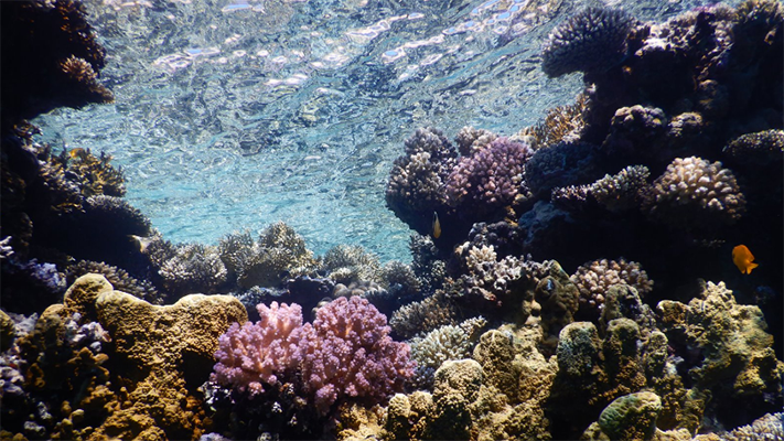 ¿Cómo la contaminación lumínica afecta a los corales?