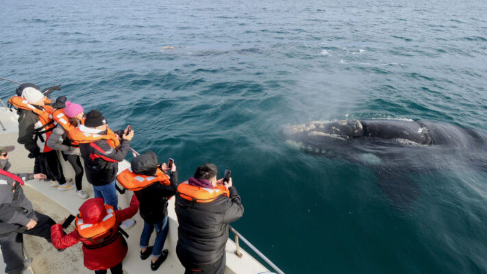 avistaje de ballenas, ballenas, turismo