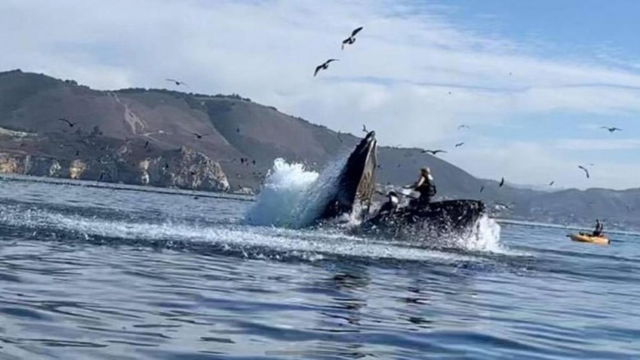 Una ballena se tragó a dos turistas y los escupió