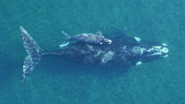 ballenas, fotoidentificacion, icb, medioambiente, noticias, turismo