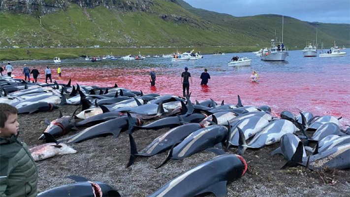 En junio, ya mataron a 570 delfines en las Islas Feroe