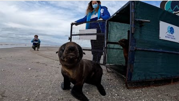 Mundo Marino rehabilitó a dos lobos y un elefante marinos