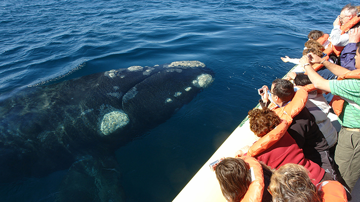 Realizar un avistaje de ballenas costará 46 mil pesos
