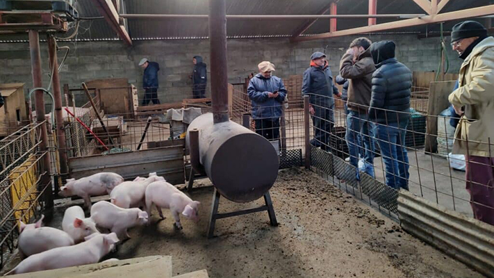 Tierra del Fuego continúa implementando acciones para fortalecer la cadena de valor porcina