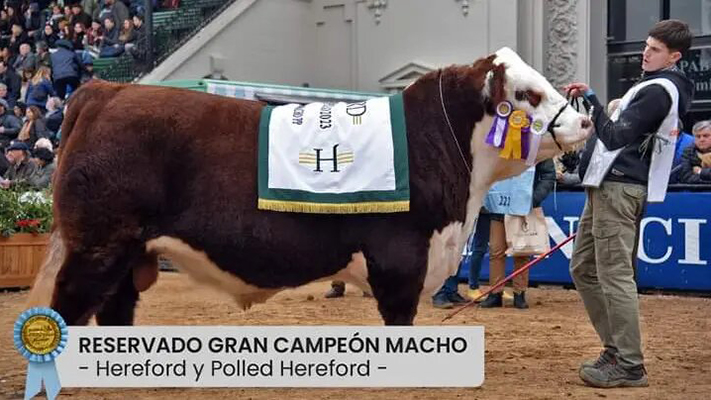 Un toro rionegrino fue premiado en la Exposición Rural de Palermo