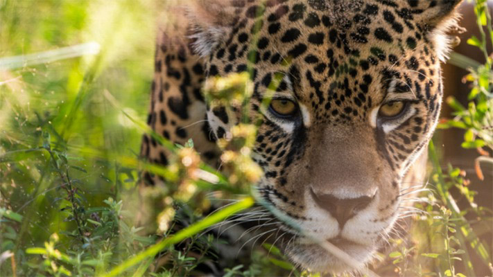 Devuelven a su hábitat a dos yaguaretés en el Impenetrable