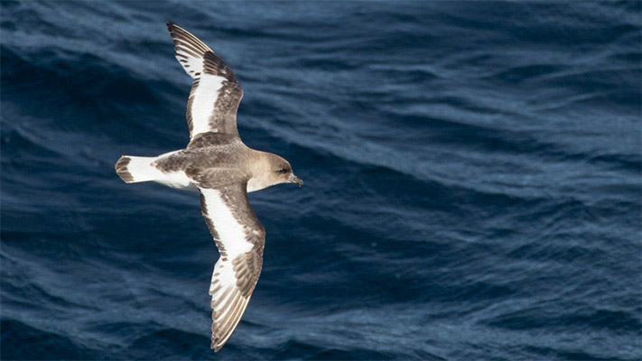 El plástico amenaza a las aves marinas en lugares remotos