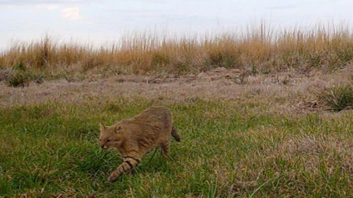Sorpresa en el Iberá al registrar a un gato pampeano de Muñoa