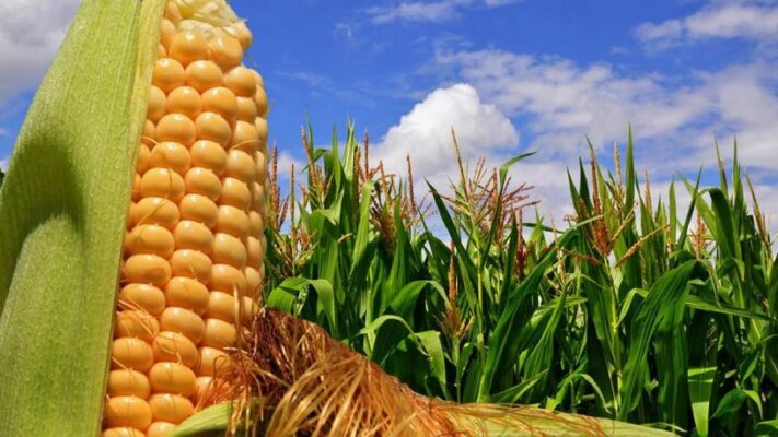 Se vendieron más de 655.000 toneladas de maíz en primera jornada del dólar diferencial