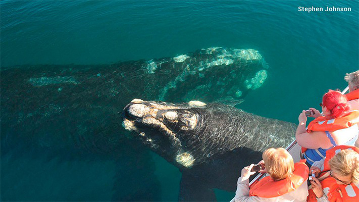 Destacan la labor de los guías en el estudio de las ballenas