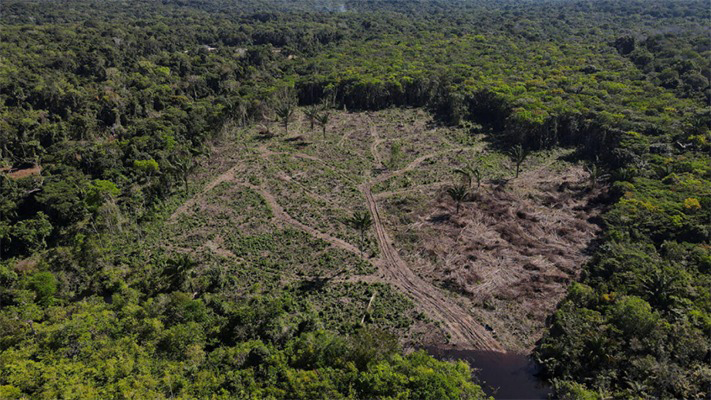 En lo que va del 2023, Brasil disminuyó la desforestación