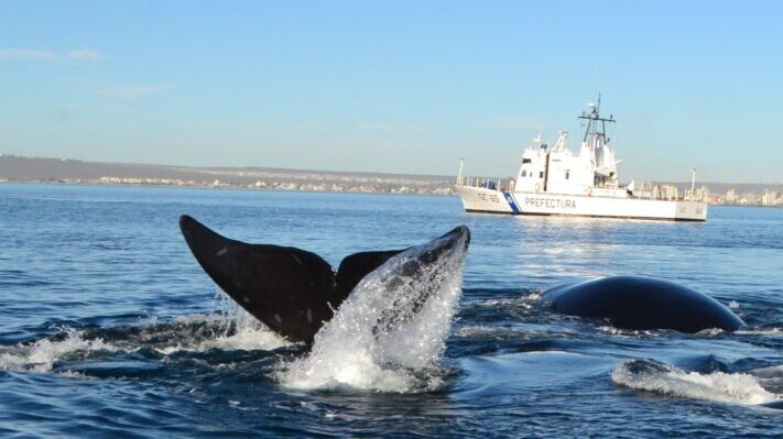 Prefectura recordó las áreas designadas para navegar en temporada de ballenas