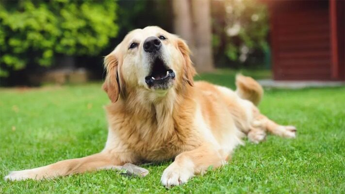 emociones, ladridos, perros
