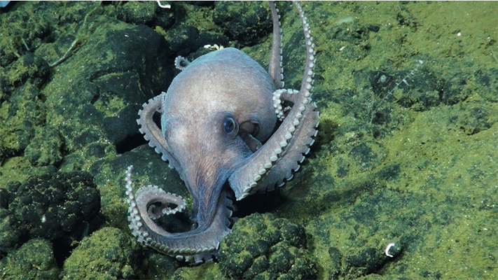 En Costa Rica descubrieron una nueva especie de pulpo