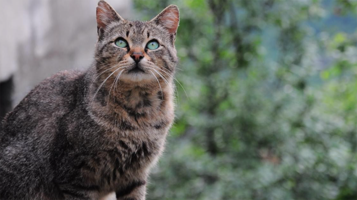 gatos, Gripe Aviar, noticias, pandemia, salud