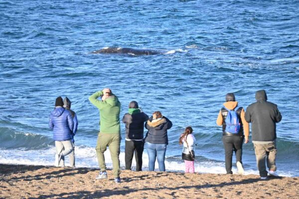 ballenas, invierno, Madryn, turismo