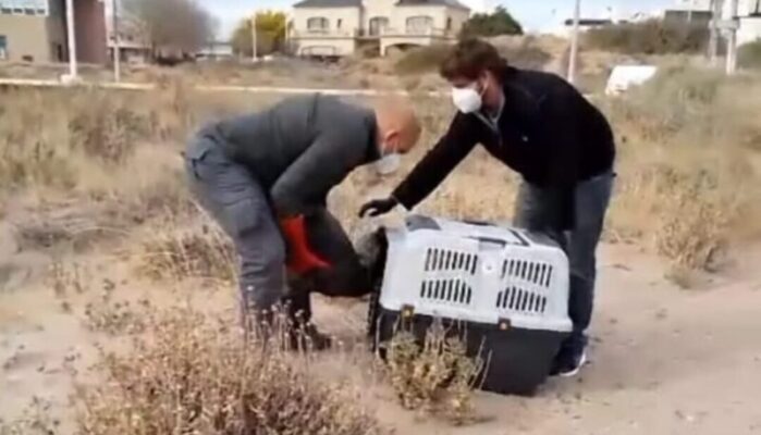 lobo marino, LOBO MARINO DE 1 PELO, Madryn, refaunar, rescate