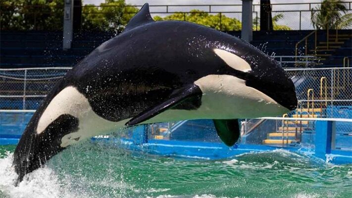 Murió Lolita, la orca cautiva desde 1970 en Miami