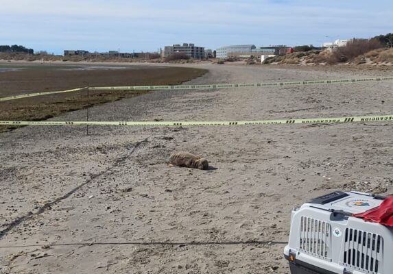 alerta, lobo marino, Madryn