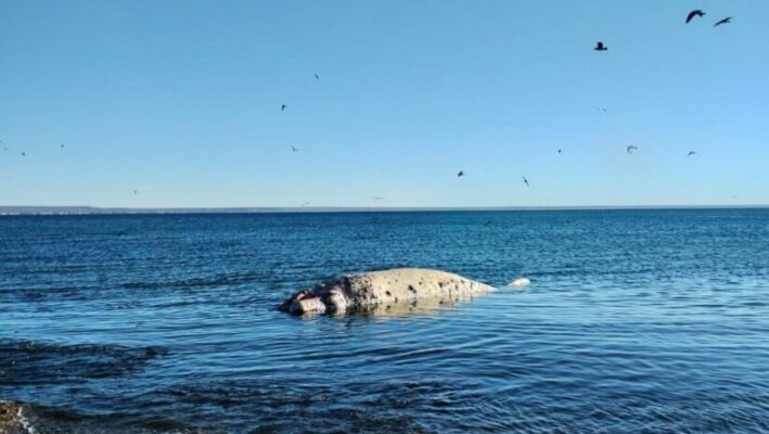 ballenas, Madryn, parana, playa