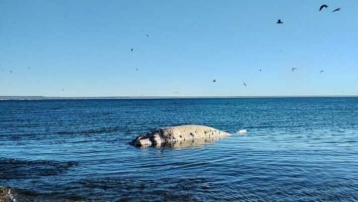 Encontraron un ballenato muerto en Playa Paraná