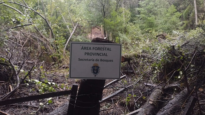 ALERTA POR DESMONTE ILEGAL, bosques, chubut, Lago Puelo, OCUPACIÓN ILEGAL, USURPACIÓN DE TIERRAS