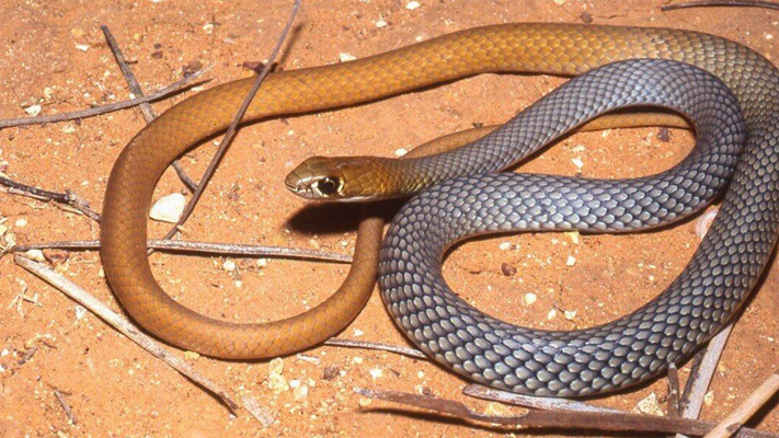 Descubren una nueva especie de serpiente venenosa