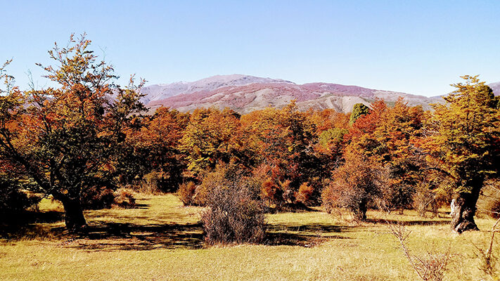Bosque nativo, medioambiente, noticias