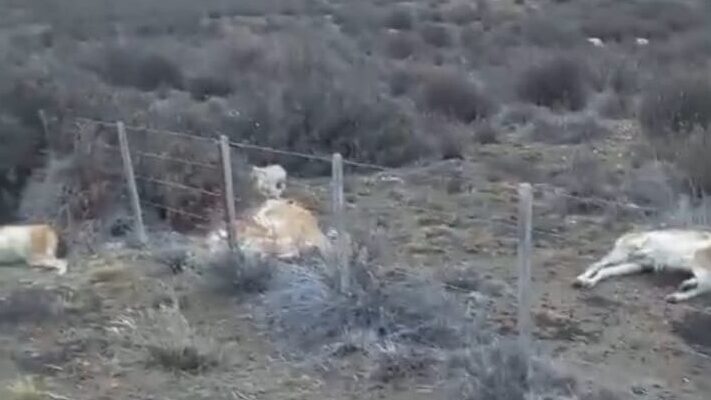 chubut, Gripe Aviar, guanacos, peninsula, Santa Cruz, Victor Fratto