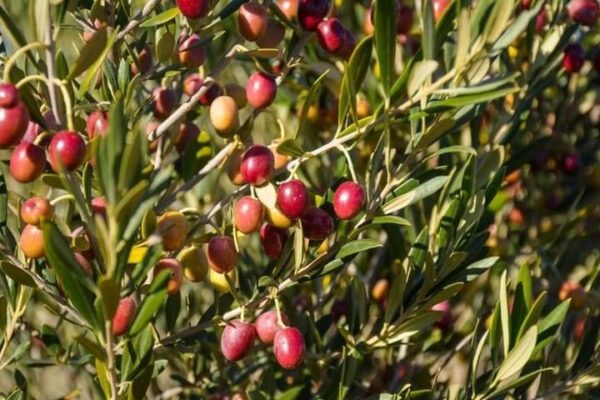 Madryn: Impulsor de la producción de aceite de oliva en la región fue reconocido