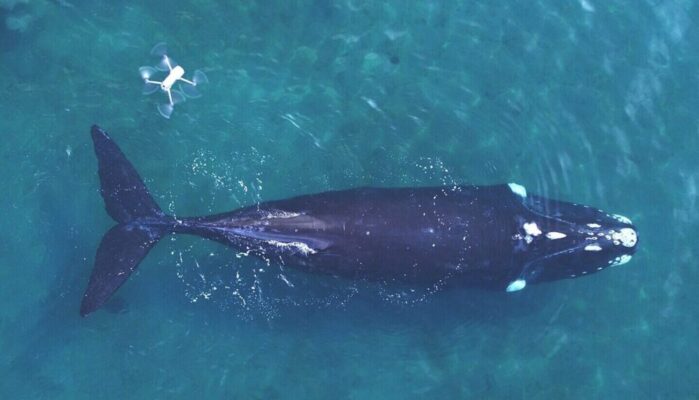 ballenas, icb, peninsula valdes
