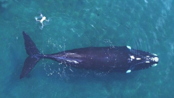 Identificaron a ballenas con drones