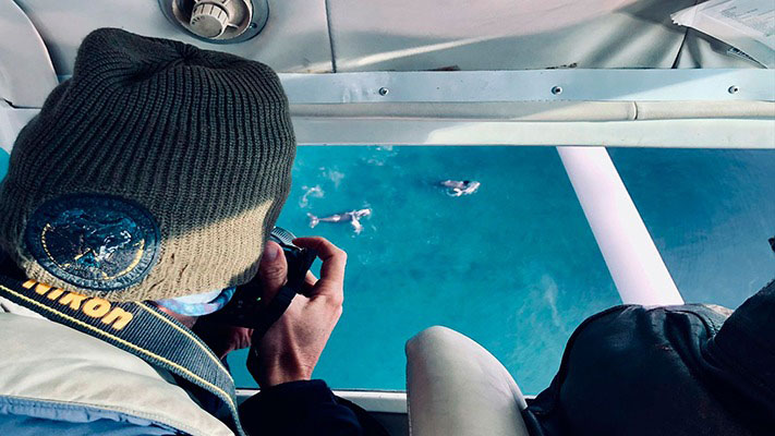 Comenzarán a usar drones en Península Valdés para la fotoidentificación de ballenas