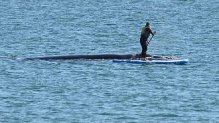 Diego González aseguró que la fotografía de la polémica no corresponde al evento de Stand up paddle