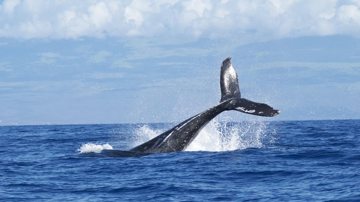Agujero Azul: Greenpeace está a favor de crear «santuarios marinos»