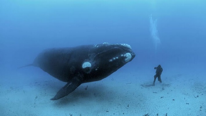 Marcelo Corral: “Vienen de afuera a hacer buceo con ballenas de manera encubierta”