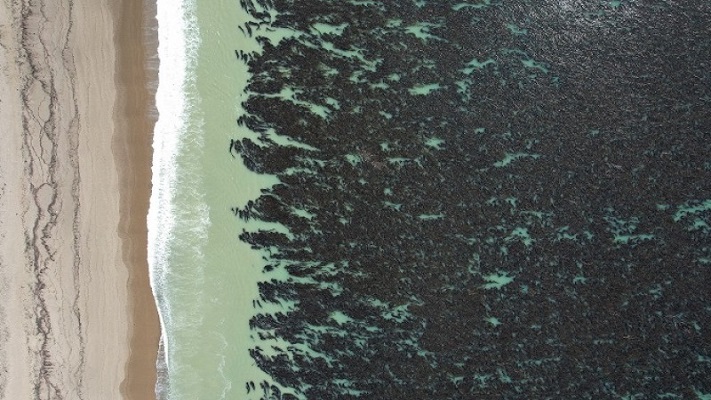 Parques Nacionales declaró de interés la protección de bosques de algas santacruceñas