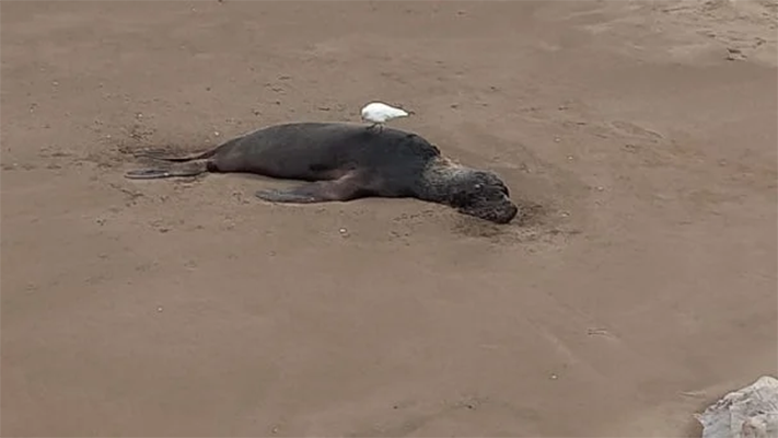 influenza aviar, lobos marinos, medioambiente, noticias, salud, Viedma