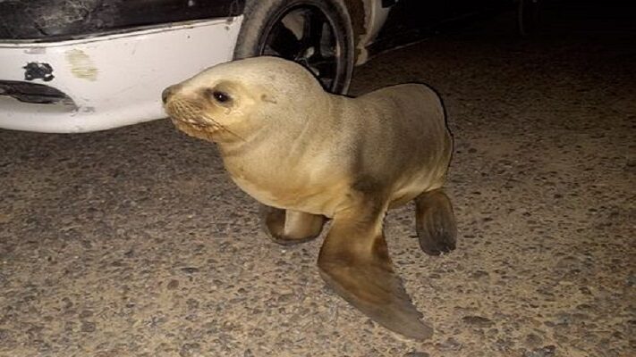 lobo, Madryn, NOCHE, Playa Cariño, Playa El Golfito
