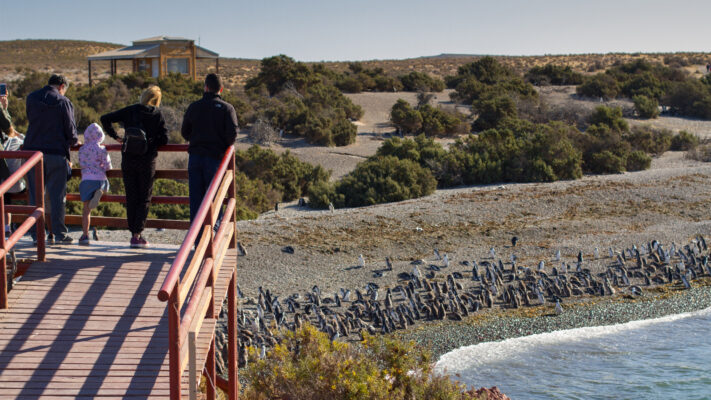 Chubut lanzó la Temporada de Pingüinos 2023 – 2024