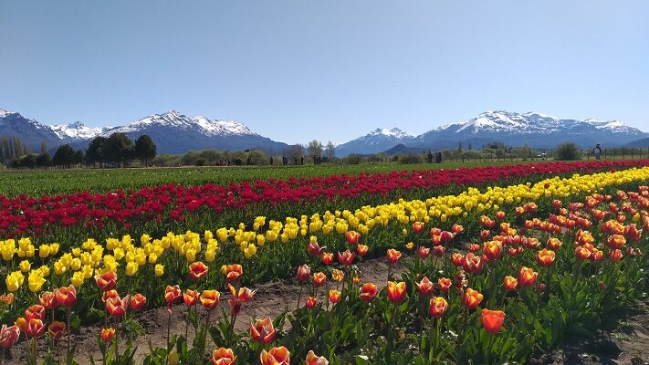 campo de tulipanes