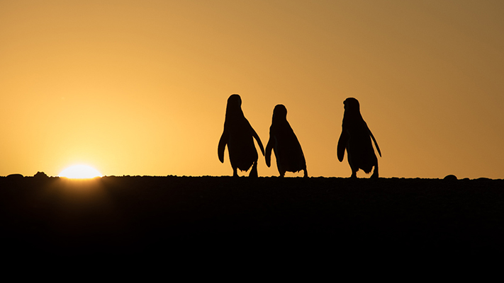 Este viernes 15, comienza  la Semana de los Pingüinos