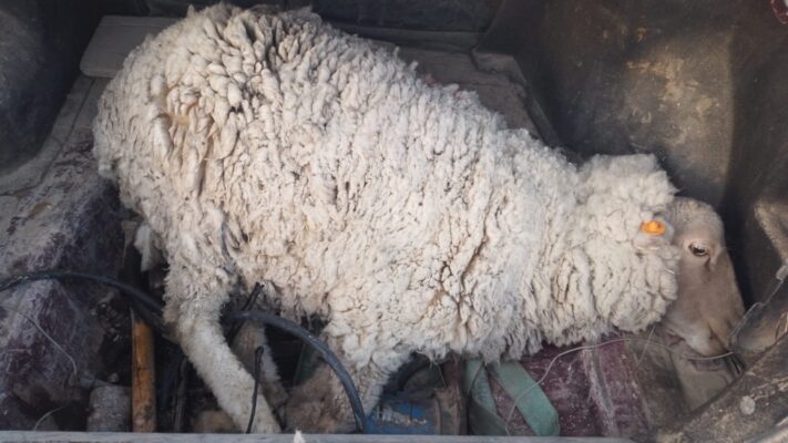 Llevaban una oveja atada en el baúl del auto