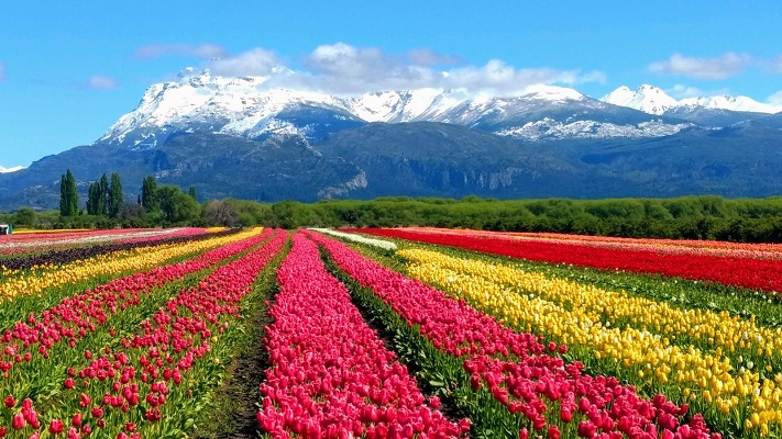 El campo de tulipanes de Trevelin rompió récords durante el Finde XXL