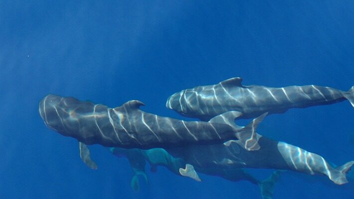 avistaje de ballenas, Canarias, medioamniente, noticias