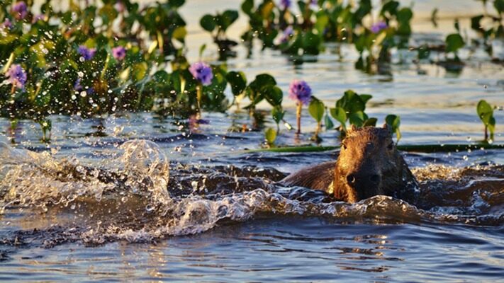 Congreso, Corrientes, medioambiente, noticias, reserva natural, Senado