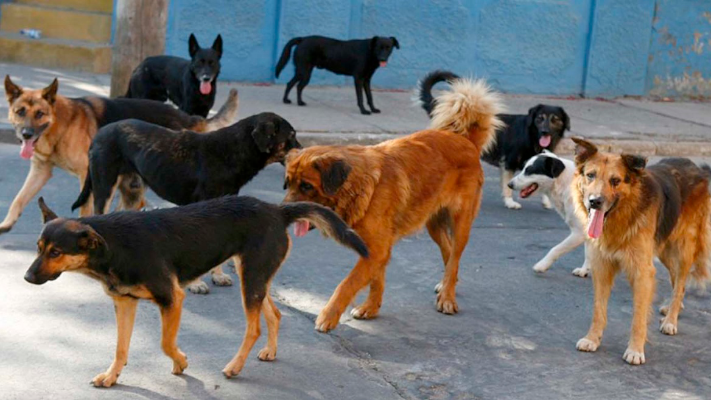ataque, heridos, MAIPÚ, Mendoza, perros