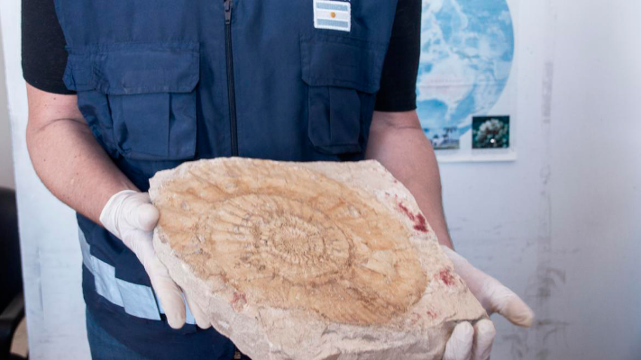 La Aduana frustró el contrabando a España de una colección de 6.400 fósiles